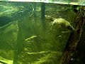 DUCK BILLED PLATYPUS