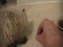 How to Get a Kitten to Eat Crunchies How to Get a Kitten to Eat Crunchies