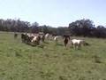 Young Mares of The TWO T RANCH