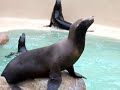 hick-the-sealion-and-her-amazing-talent.html