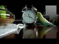 Bibilina the budgie