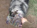 keeshond