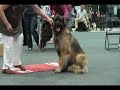 Helsinki dog show