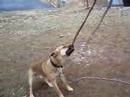 pitbull destroy envirnment