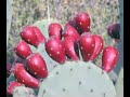 A Southwestern Chef Shares His Secrets...
