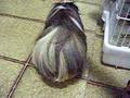 videos de Flicker porquinho da India Truque