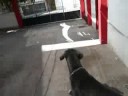 ¡mi perrito! ^^
