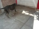 ¡mi perrito! ^^