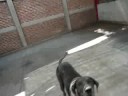 ¡mi perrito! ^^