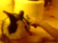 fluffee-under-the-hairdryer.html