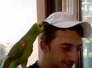 ludi dodo