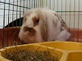 Danko el conejo blanko