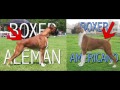 The Best 23 Boxer Perro Americano