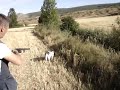 Caza de Codorniz con Fernando, Sur (Setter Ingles) y Petra de Aizcorri (Epagneul Breton)