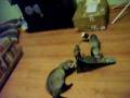 videos de a gdzie reszta:) Fretka.fretki,Ferret Ferrets Frettchen