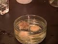 Bacteria and Microscopes