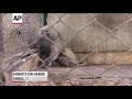Raw: Baboon Adopts Stray Kitten