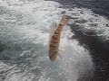 Tarpon Springs, Florida - Hanging Bait Fish