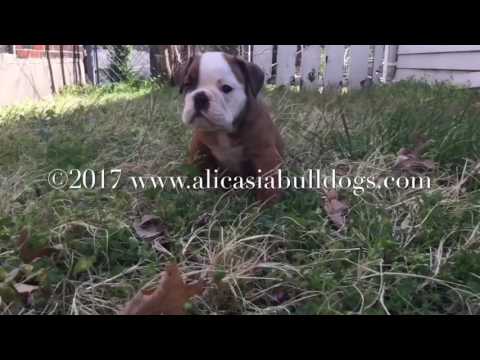 Emma - Red and White Female