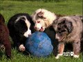 PUPPY PARTY! LET'S PLAY!