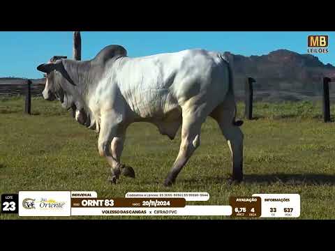 1� LEIL�O PRODU��O FAZENDA ORIENTE