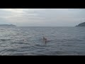 Dolphins swim with Palm Tree Charters on Palm Tree TV