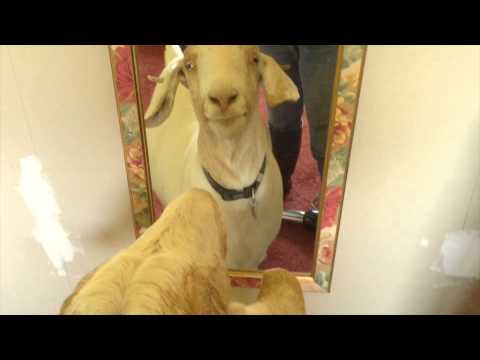 mirror - Caramel found something she wasn't looking for... https://www.facebook.com/ManningRiverFAS Donate to our non-profit organisation through PayPal by clicking t...