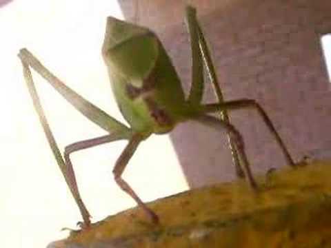 One Katydid, With Interest