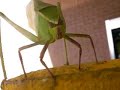 One Katydid, With Interest One Katydid, With Interest