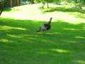 videos de Raúl the Turkey