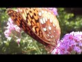 Great Spangled Fritillary 