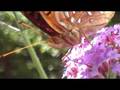 Great Spangled Fritillary