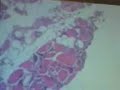 histologia laminas con monge