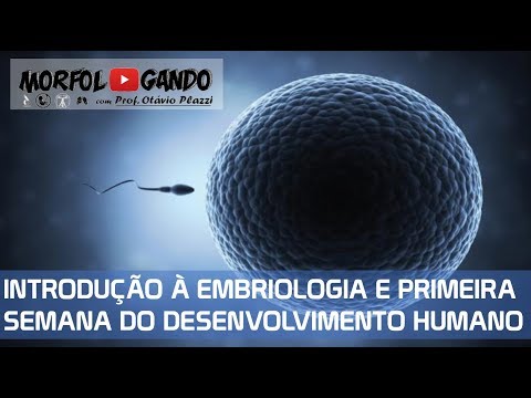 embriologia - Vïdeo-aula completa sobre a formação dos gametas masculino e feminino e anatomia dos dos aparlehos genitais, fecundação e primeira semana do desenvolvimento ...