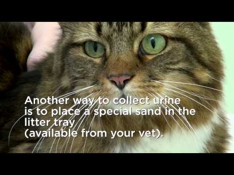 how to collect urine sample from cat