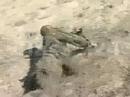 SEALs BUD/s Training, 1 of 4