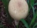 Amanita's?