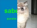 mi gato rey peluche quiere ser famoso en youtube !