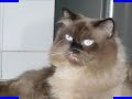 mi gato rey peluche quiere ser famoso en youtube !