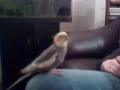 Charlie the Clubbing cockateil