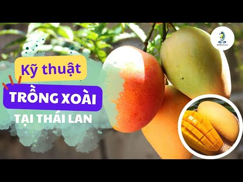 Kỹ Thuật Trồng Và Chăm Sóc Xoài Thái Lan