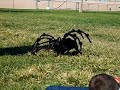 The World's Most Giant Killer Spider!!