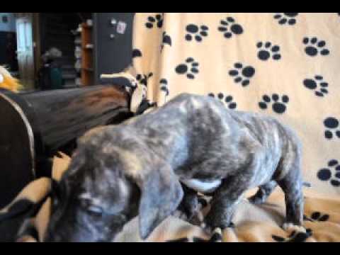 Brindle girl 4 weeks old