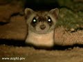 Black Footed Ferret Recovery