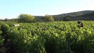 YouTube: L'Arjolle Côtes de Thongue wit BIB 5 liter