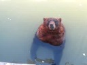 Lau y el oso