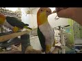 Chickie Caique comfort feeding