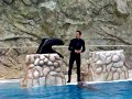 la foca bailarina