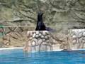 la foca bailarina