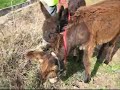 Donkeys who lunch